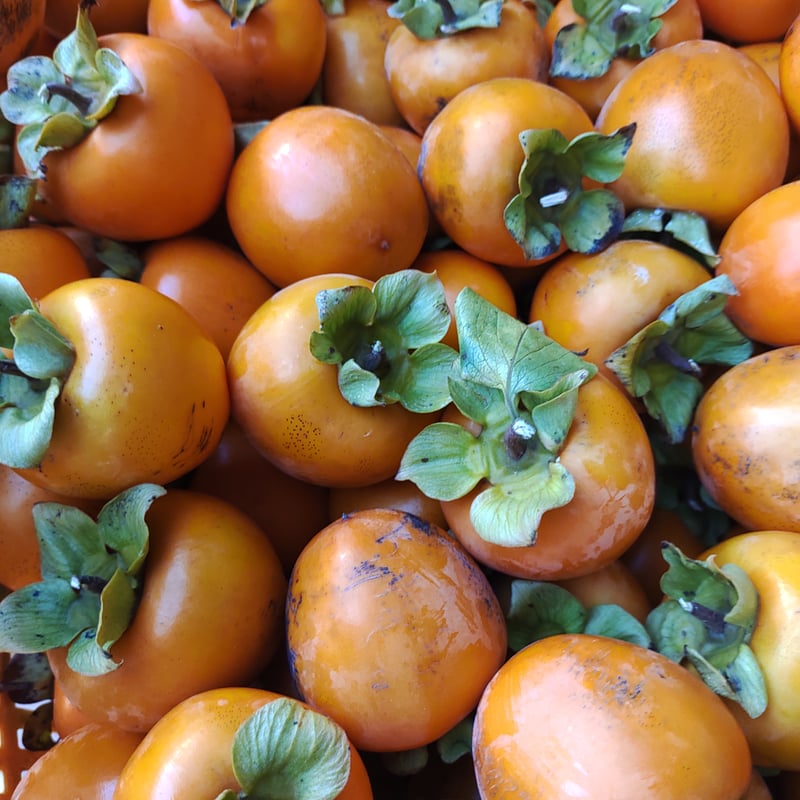 市田柿(大袋、1kg) | にっしー農園 ONLINE SHOP