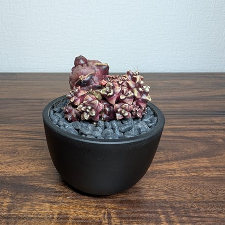 ギムノカリキウム デイドリーム モンストローサ R8-11