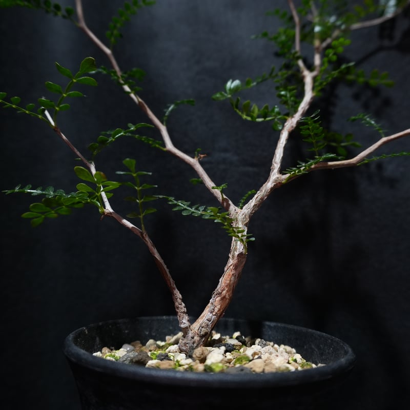 オペルクリカパキプス根ざし盆栽仕立て オペルクリカリア パキプス 根ざし | BizarrePlants Ueshin