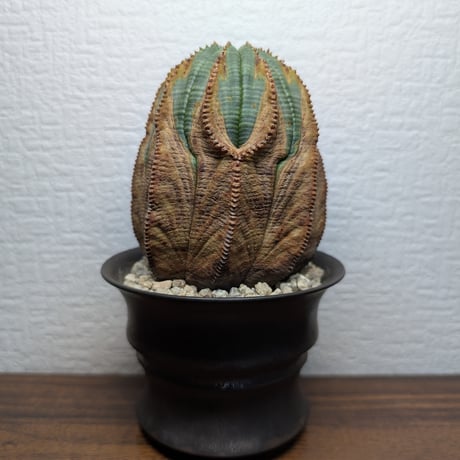 ユーフォルビア　オベサ