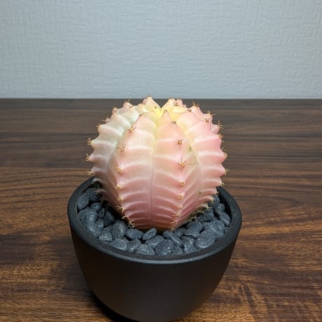 ギムノカリキウム ミハノビッチ R8-14