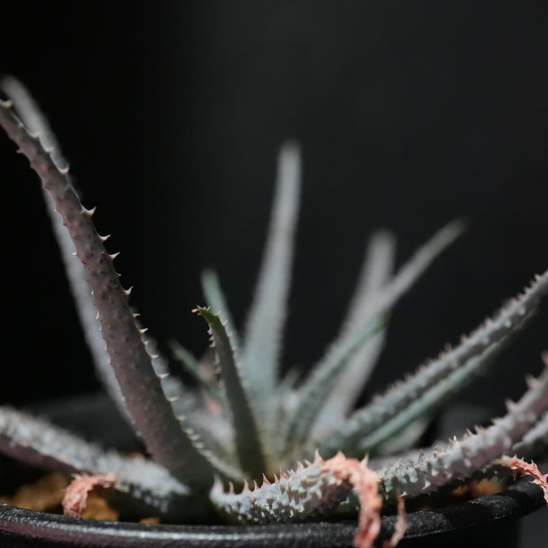 アロエ パルブラ 女王錦 | BizarrePlants Ueshin