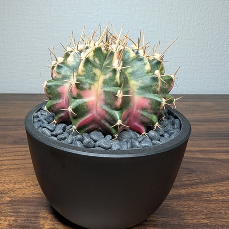 ギムノカリキウム Mihanovichii　Hyb　（30）