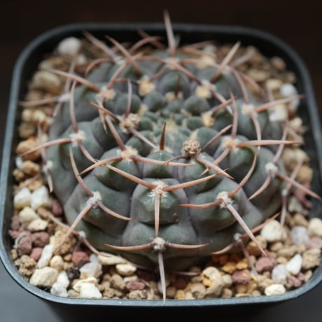 CATEGORY 黒系 | BizarrePlants Ueshin