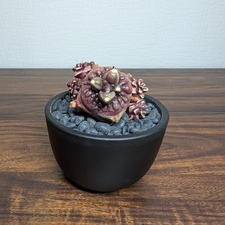 ギムノカリキウム デイドリーム モンストローサ R8-11