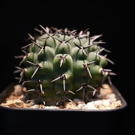 ギムノカリキウム　Asterium　（43）