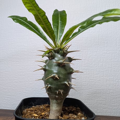 パキポディウムアンボンゲンセ | STORES