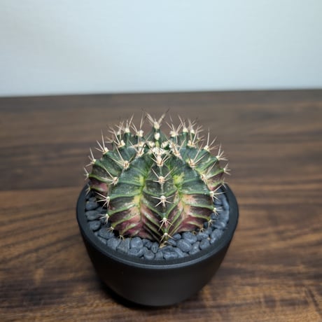 ギムノカリキウム　Mihanovichii　Hyb （31）