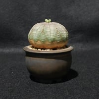 ユーフォルビア　オベサ
