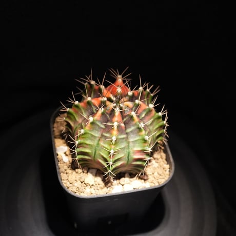 ギムノカリキウム　Mihanovichii　Hyb （18）
