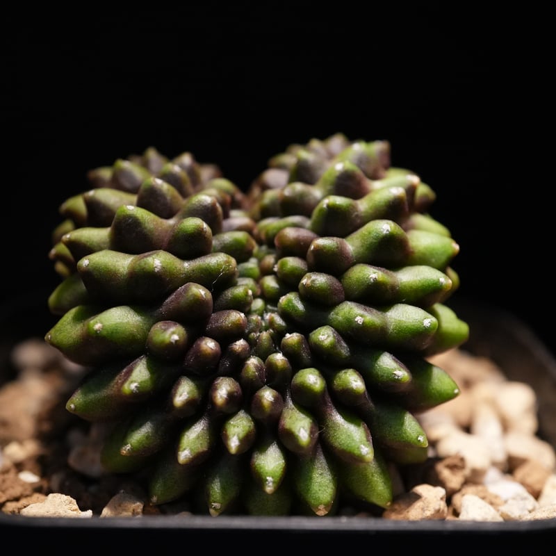 ギムノカリキウム Mihanovichii Crist （42） | BizarrePlant