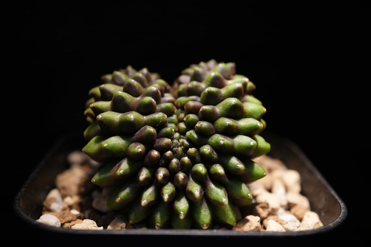 ギムノカリキウム Mihanovichii Crist （42） | BizarrePlant