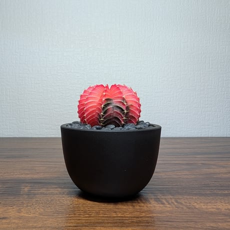 ギムノカリキウム ミハノビッチ Hyb R8-12