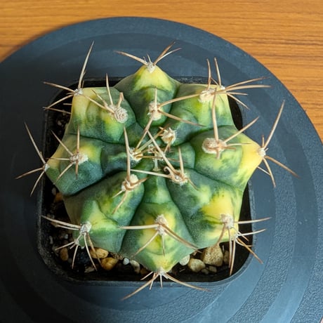 CATEGORY 黄系 | BizarrePlants Ueshin