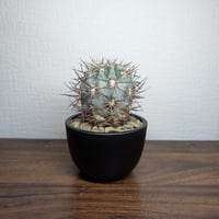アカントカリキウム グラウカム R8-1