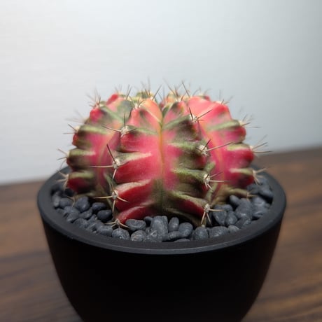 ギムノカリキウム Mihanovichii　Hyb　（38）