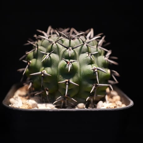 ギムノカリキウム　Asterium　（43）