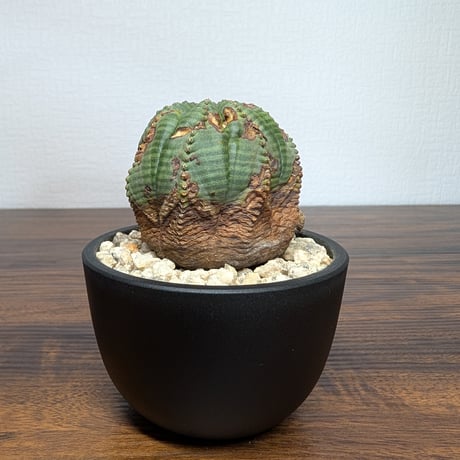 ユーフォルビア オベサ R8-22