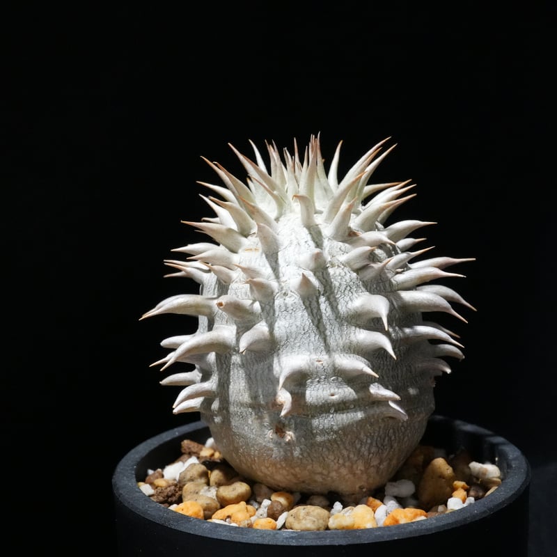 パキポディウム レウコキサンツム | BizarrePlants Ueshin