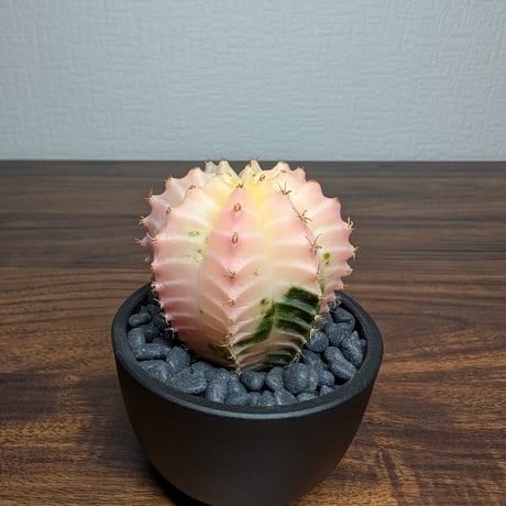 ギムノカリキウム ミハノビッチ R8-14