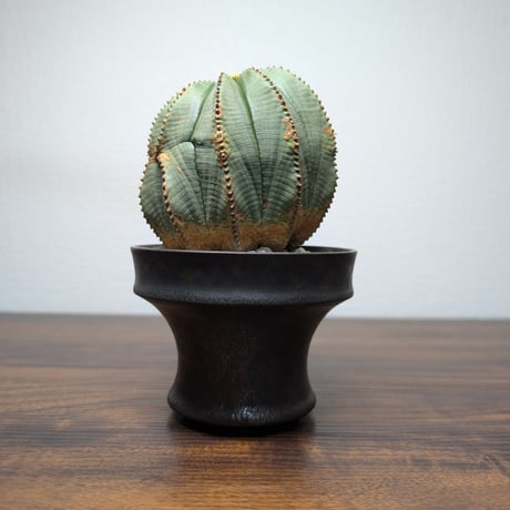 ユーフォルビア　オベサ ♀