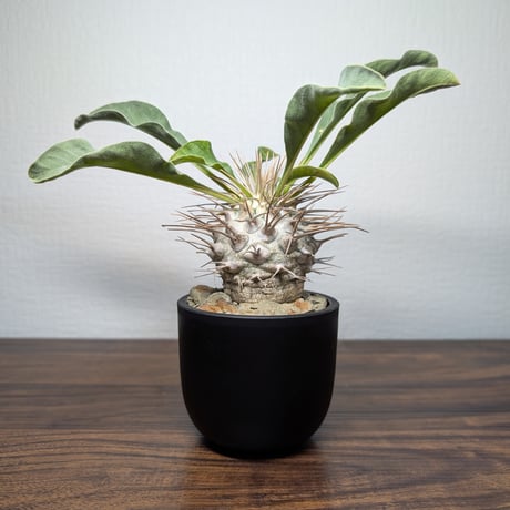 パキポディウムグラキリス | STORES