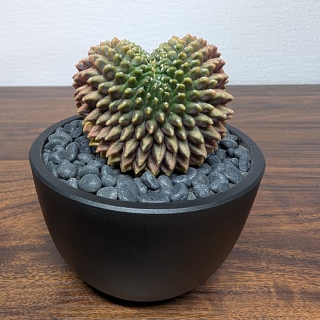 ギムノカリキウム ミハノビッチ Hyb Crist R85-31