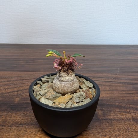 ユーフォルビア ラメナ R85-22