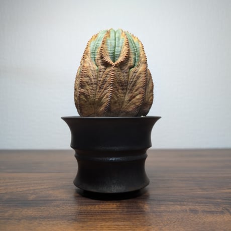 ユーフォルビア　オベサ
