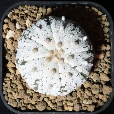 CATEGORY 白系 | BizarrePlants Ueshin