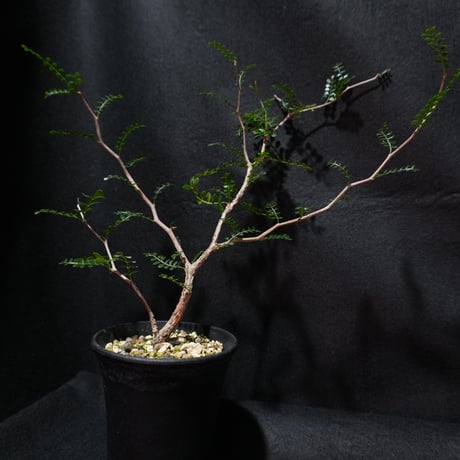 CATEGORY 潅木 | BizarrePlants Ueshin