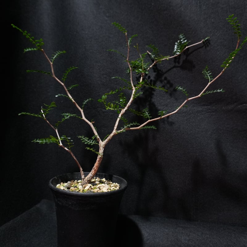 オペルクリカリア パキプス 根ざし | BizarrePlants Ueshin