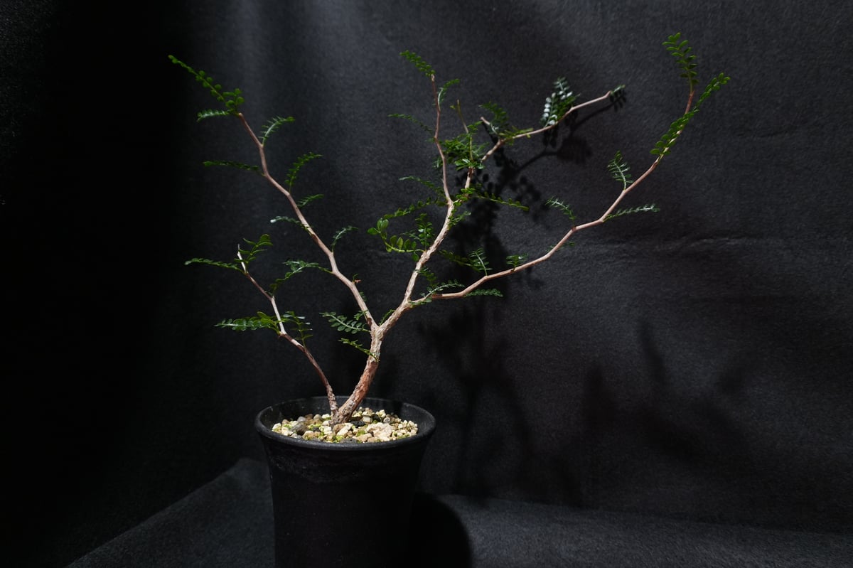 オペルクリカリア パキプス 根ざし | BizarrePlants Ueshin
