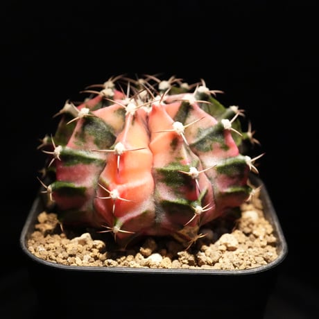 ギムノカリキウム Mihanovichii　Hyb　（14）