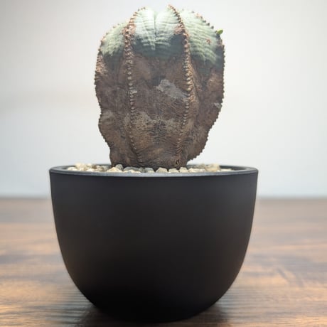 零*様 オベサ4号 CATEGORY 変態向けオベサ | BizarrePlants Ueshin