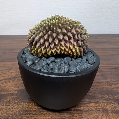 ギムノカリキウム ミハノビッチ Hyb Crist R85-31
