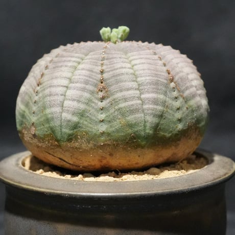 ユーフォルビア　オベサ