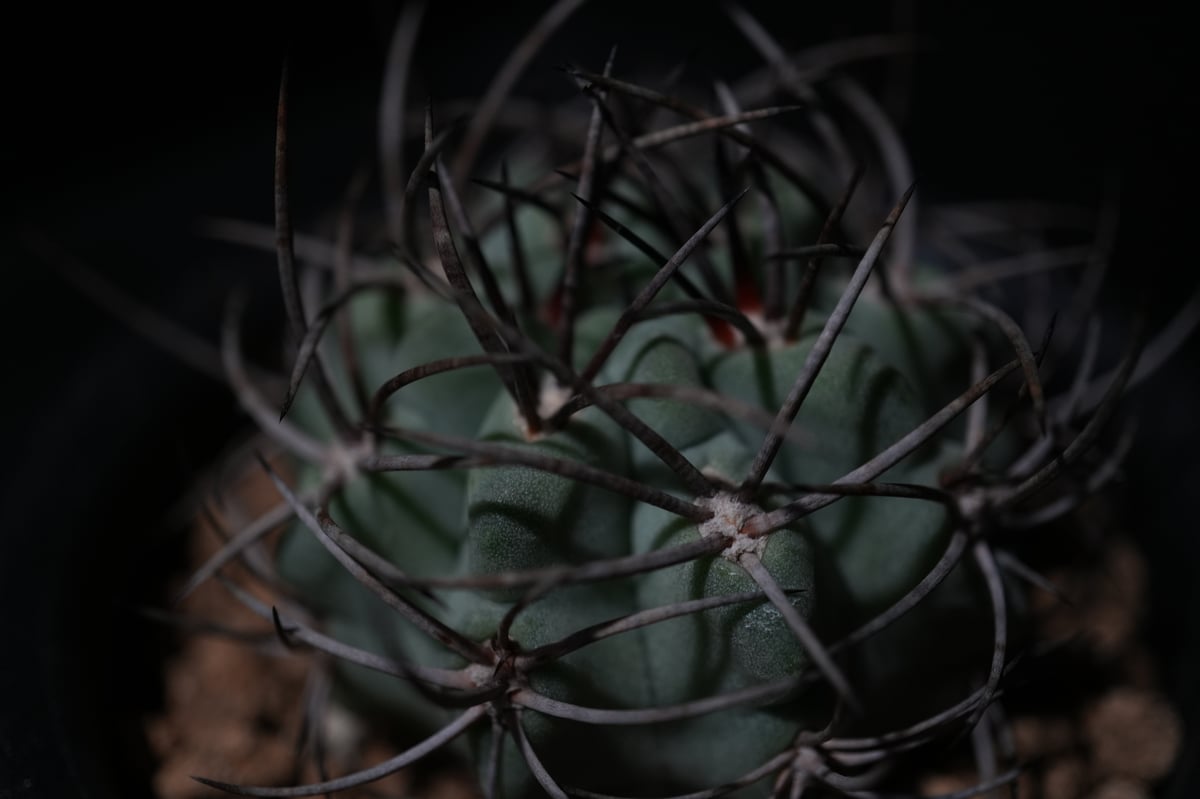 激レア)エリオシケ　パウシコスタータス CH2904 3苗セット 激レア)エリオシケ パウシコスタータス CH2904 3苗セット