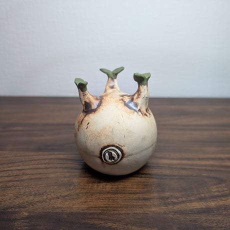 パキポディウムグラキリス | STORES