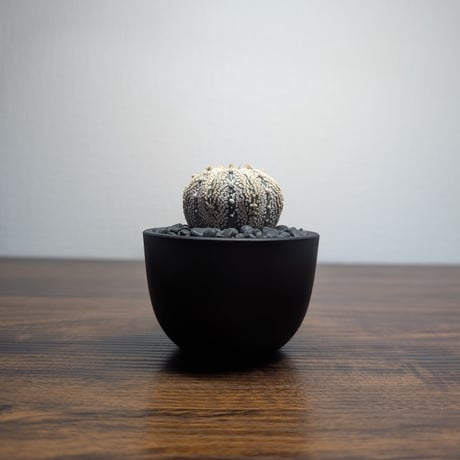 CATEGORY 白系 | BizarrePlants Ueshin
