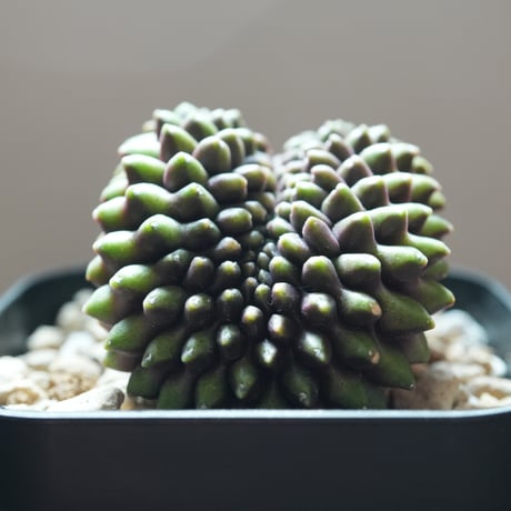 モンストローサ | STORES