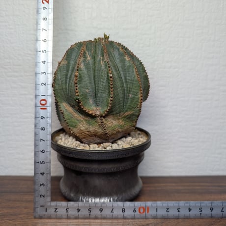 ユーフォルビア　オベサ