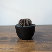 ギムノカリキウム ブラックウィドウ12稜 R86-24