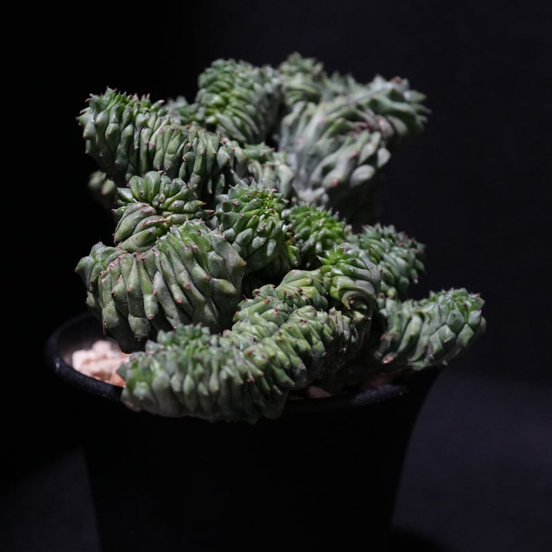 ユーフォルビアオベサ綴化 綴化2頭木質化】輸入株 ユーフォルビア・オベサ | Euphorbia Obesa