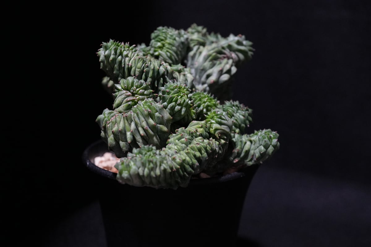 ユーフォルビア　オベサ　綴化 特大 ユーフォルビア オベサ 綴化（鉢付） ユーフォルビア オベサ