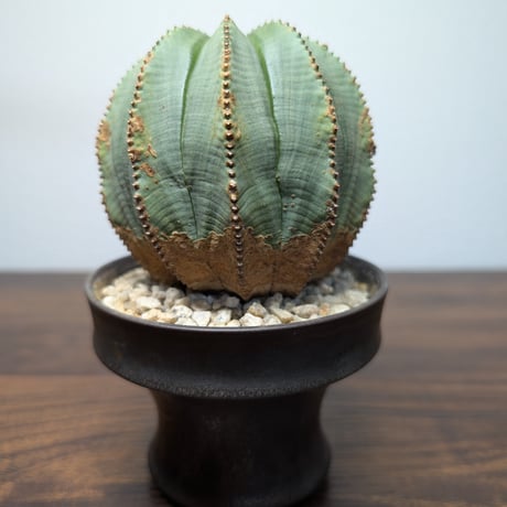 ユーフォルビア　オベサ ♀