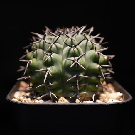 ギムノカリキウム　Asterium　（43）