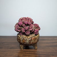 ギムノカリキウム Trex × PinkDiamond Crist R7-0501