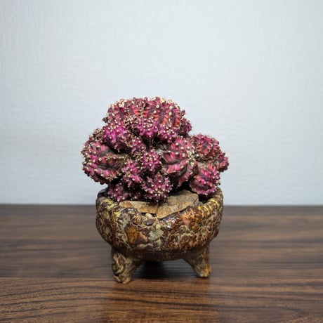 ギムノカリキウム Trex × PinkDiamond Crist R7-0501