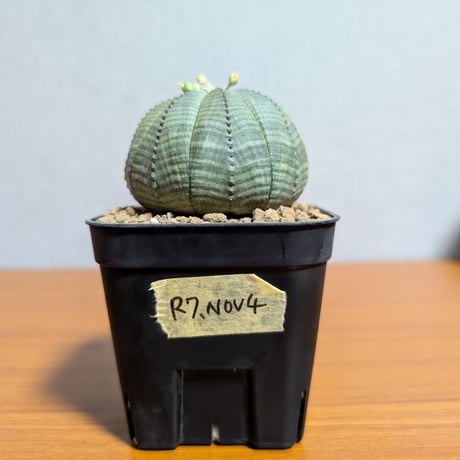 CATEGORY ユーフォルビア | BizarrePlants Ueshin